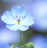 Nemophila menziesii (Baby Blue Eyes)