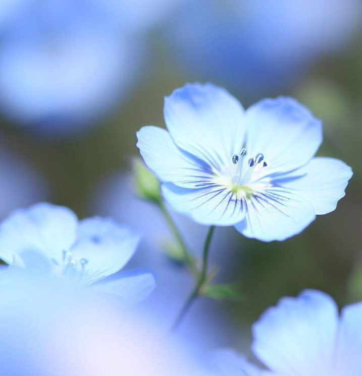 Nemophila menziesii Baby Blue Eyes