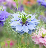 Nigella damascena 'Miss Jekyll' (Love-in-a-Mist)