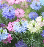 Nigella damascena 'Miss Jekyll' (Love-in-a-Mist)