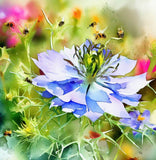 Nigella damascena 'Miss Jekyll' (Love-in-a-Mist)