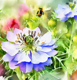 Nigella damascena 'Miss Jekyll' (Love-in-a-Mist)