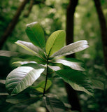 Nyssa aquatica (Water Tupelo)