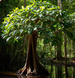 Nyssa aquatica (Water Tupelo)