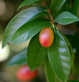 Nyssa ogeche (Ogeechee Tupelo)