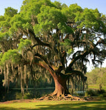 Nyssa ogeche (Ogeechee Tupelo)