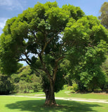 Nyssa sinensis (Chinese Tupelo)