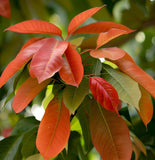 Nyssa sinensis (Chinese Tupelo)