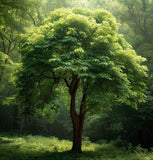 Nyssa sinensis (Chinese Tupelo)