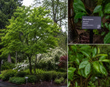 Nyssa sylvatica (Northern Beetlebung, Black Tupelo, Blackgum, Pepperidge, Sourgumm Upland Tupelo)