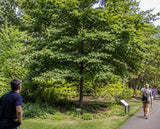 Nyssa sylvatica (Northern Beetlebung, Black Tupelo, Blackgum, Pepperidge, Sourgumm Upland Tupelo)