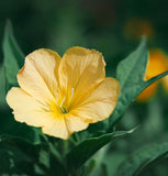 OENOTHERA lamarckiana (Common Evening Primrose)