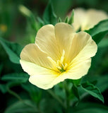 OENOTHERA lamarckiana (Common Evening Primrose)