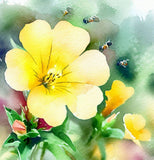 OENOTHERA lamarckiana (Common Evening Primrose)