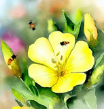 OENOTHERA lamarckiana (Common Evening Primrose)