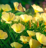 OENOTHERA lamarckiana (Common Evening Primrose)