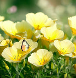 OENOTHERA lamarckiana (Common Evening Primrose)