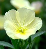 OENOTHERA missouriensis (Dwarf Evening Primrose)