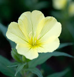 OENOTHERA missouriensis (Dwarf Evening Primrose)