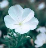 OENOTHERA pallida (Pale Evening Primrose)