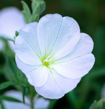 OENOTHERA pallida (Pale Evening Primrose)