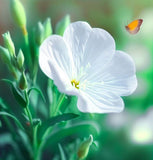 OENOTHERA pallida (Pale Evening Primrose)