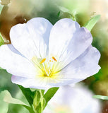 OENOTHERA pallida (Pale Evening Primrose)