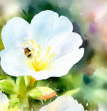 OENOTHERA pallida (Pale Evening Primrose)