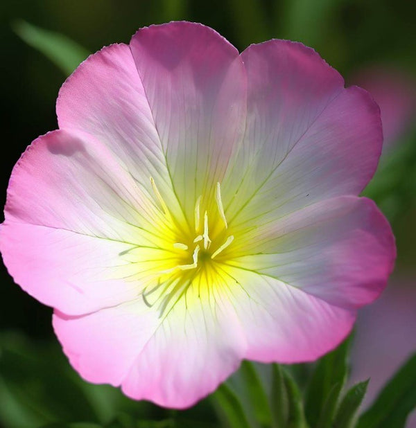 Oenothera