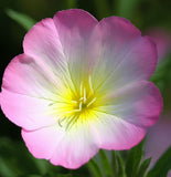 OENOTHERA speciosa (Showy Evening Primrose)