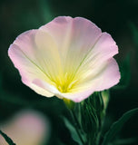 OENOTHERA speciosa (Showy Evening Primrose)