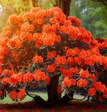 Rhododendron bakeri (Cumberland Azalea)