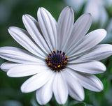 OSTEOSPERMUM eklonis (Cape Daisy, White)