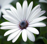 OSTEOSPERMUM eklonis (Cape Daisy, White)