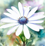 OSTEOSPERMUM eklonis (Cape Daisy, White)