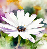 OSTEOSPERMUM eklonis (Cape Daisy, White)