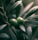 Olea europaea (Olive Tree)