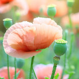 Papaver somniferum (Breadseed Poppy, Opium Poppy)