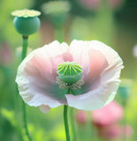 Papaver somniferum (Opium Poppy, Breadseed Poppy)