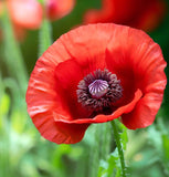 Papaver somniferum (Breadseed Poppy, Opium Poppy)