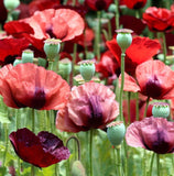 Papaver somniferum (Breadseed Poppy, Opium Poppy)