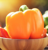 Orange Sun (Orange Bell) Pepper, SWEET (Capsicum annuum)