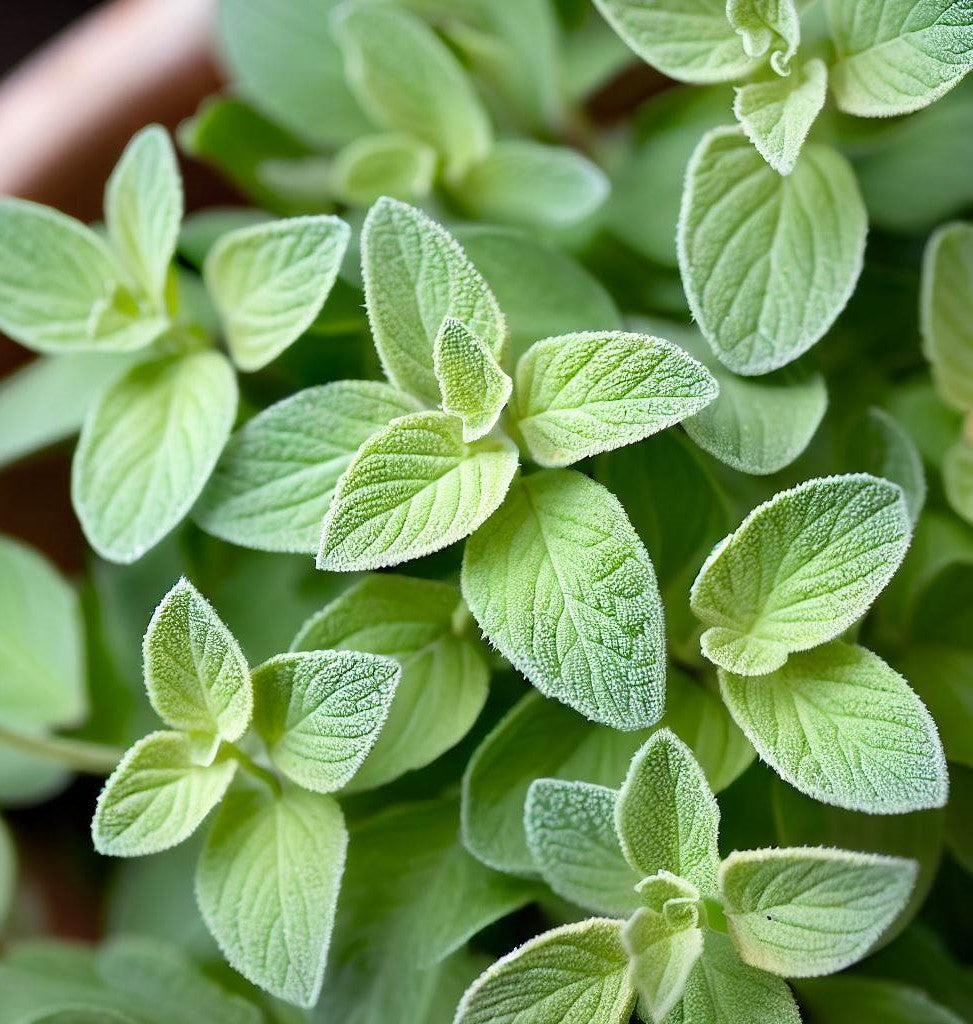 Italian Oregano Leaves italian-oregano-leaves