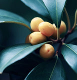 Osmanthus fragrans (Sweet Olive)