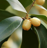 Osmanthus fragrans (Sweet Olive)