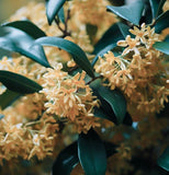 Osmanthus fragrans (Sweet Olive)