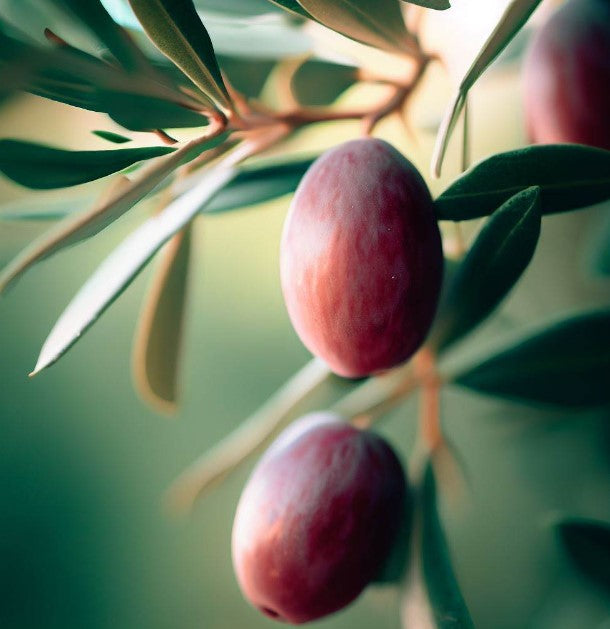 Osmanthus fragrans (Sweet Olive)