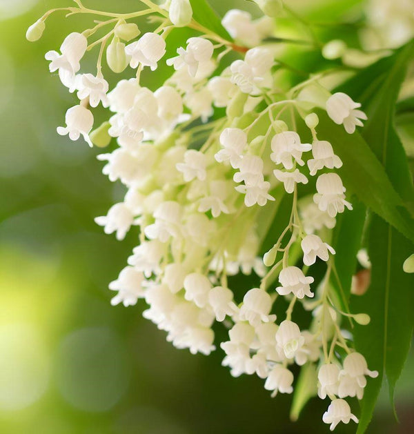 Oxydendrum