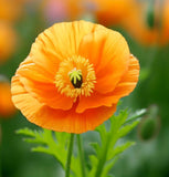 PAPAVER nudicaule (Iceland Poppy)