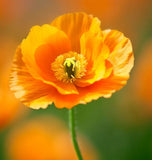 PAPAVER nudicaule (Iceland Poppy)